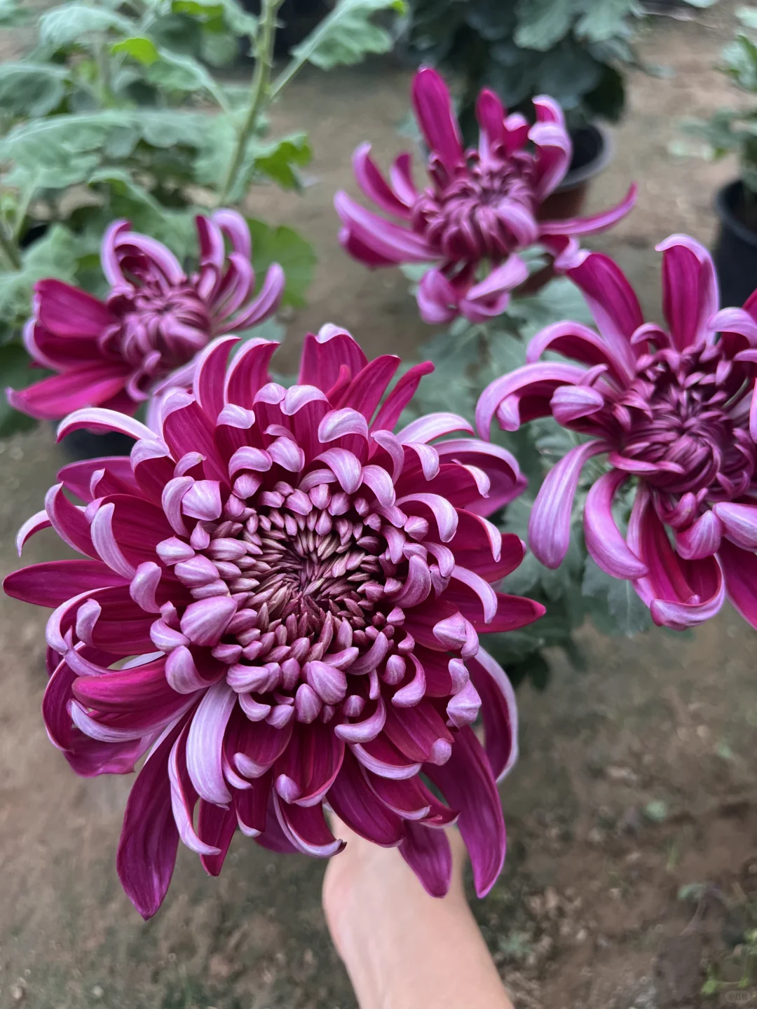 随手一拍的大菊！ 真的好美！