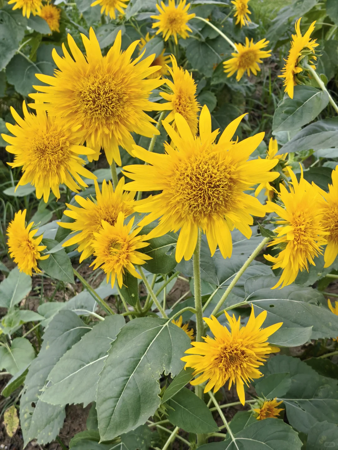 每日一花65: 向日葵