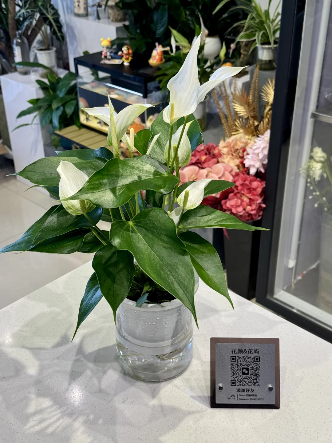 喜欢绿植的人都热爱生活吧