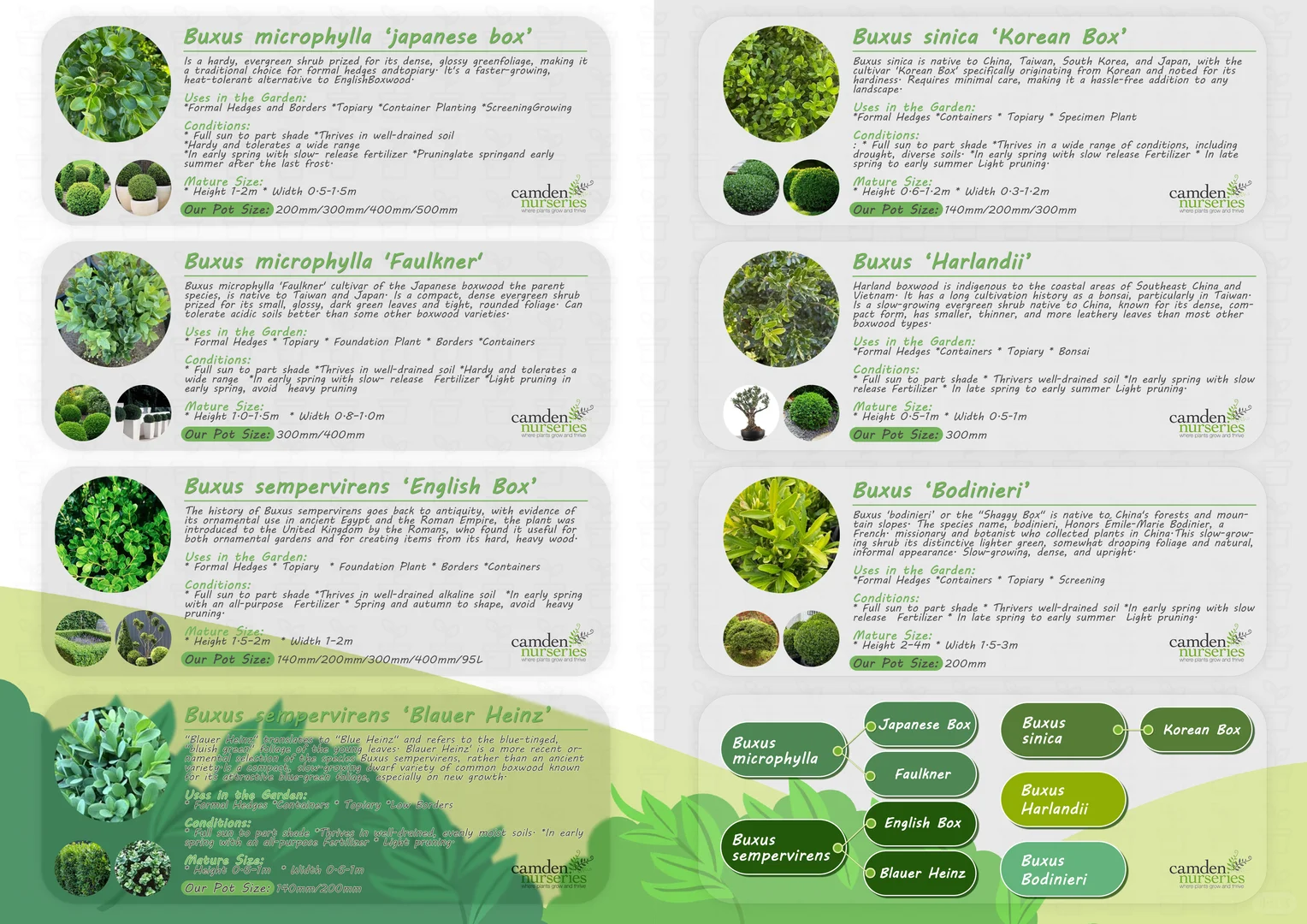 悉尼苗圃黄杨大集