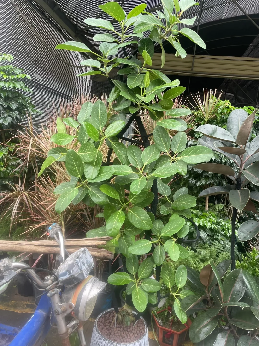 深圳绿植租赁批发同城两小时送达