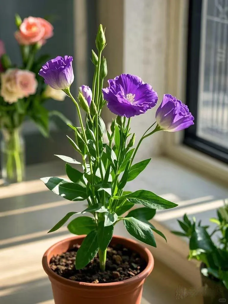 No.84#每日一植#洋桔梗?