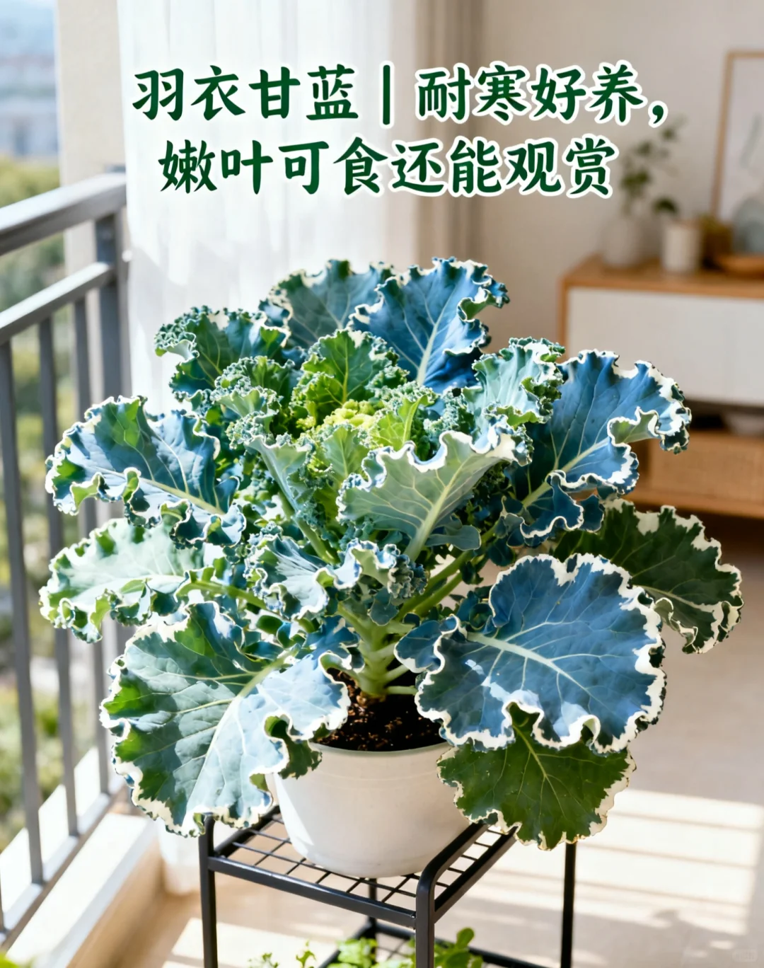 山东11月种菜清单｜14种耐寒菜！新手闭眼冲?