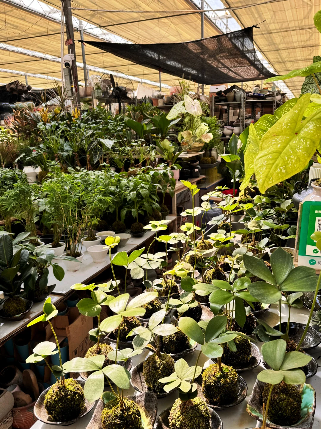 去张庄富莱花卉大市场淘花了