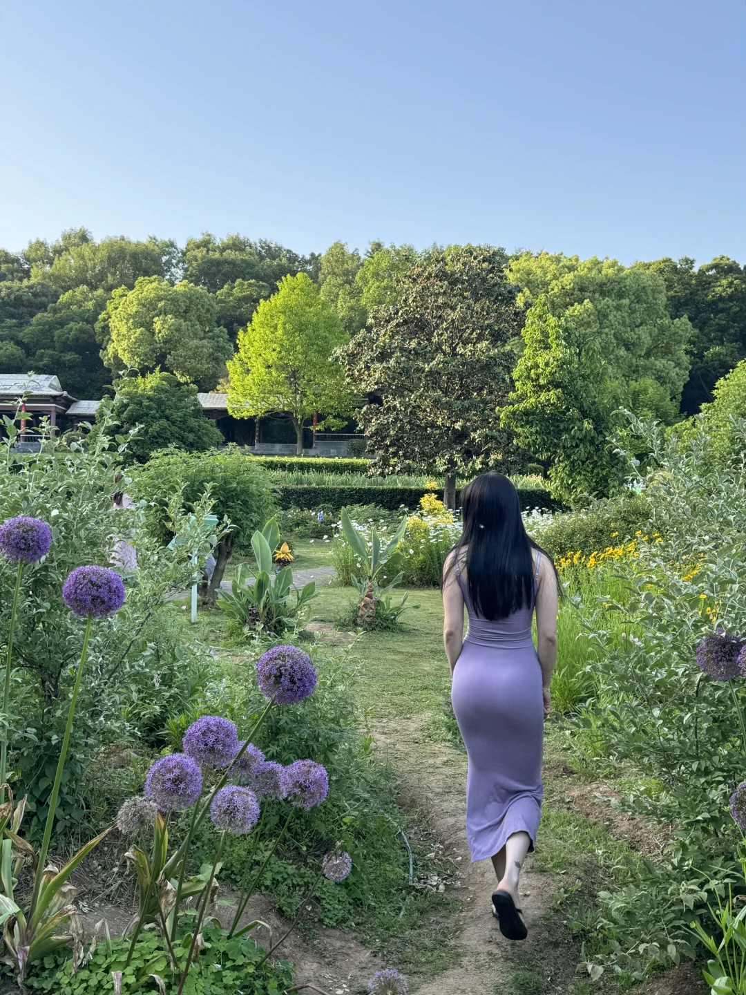 live图｜南京植物园，原来大葱花可以这么美