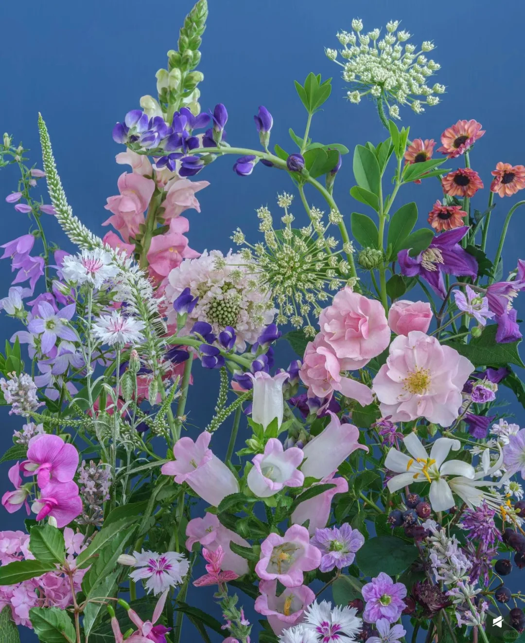 审美｜花艺美图