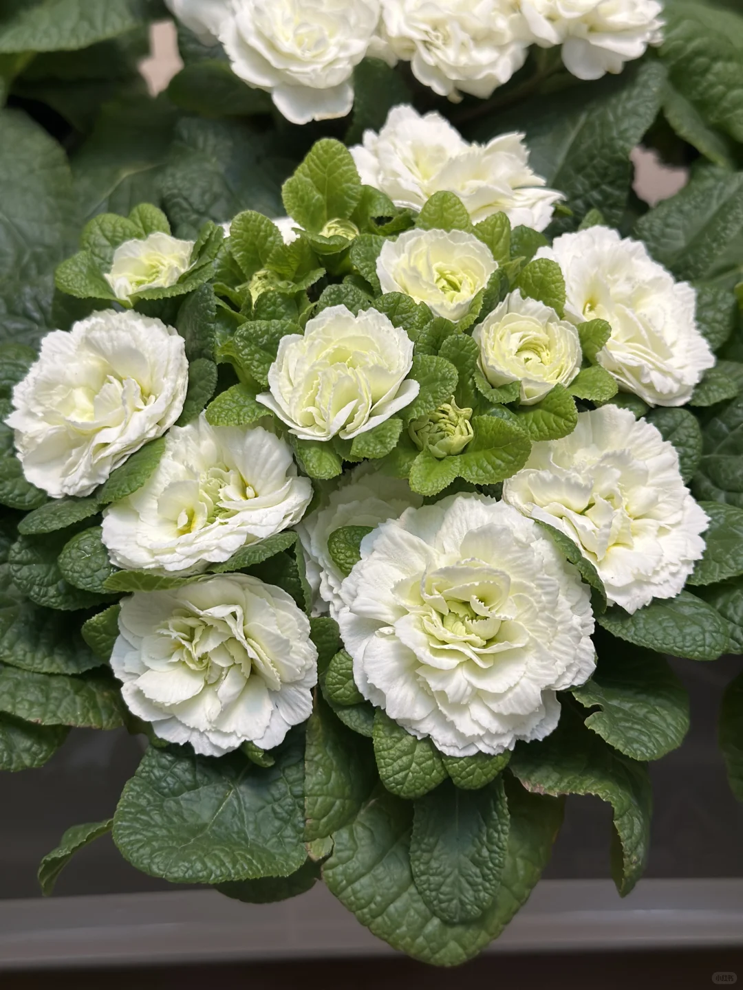 方兴长治进口Belarina重瓣报春花