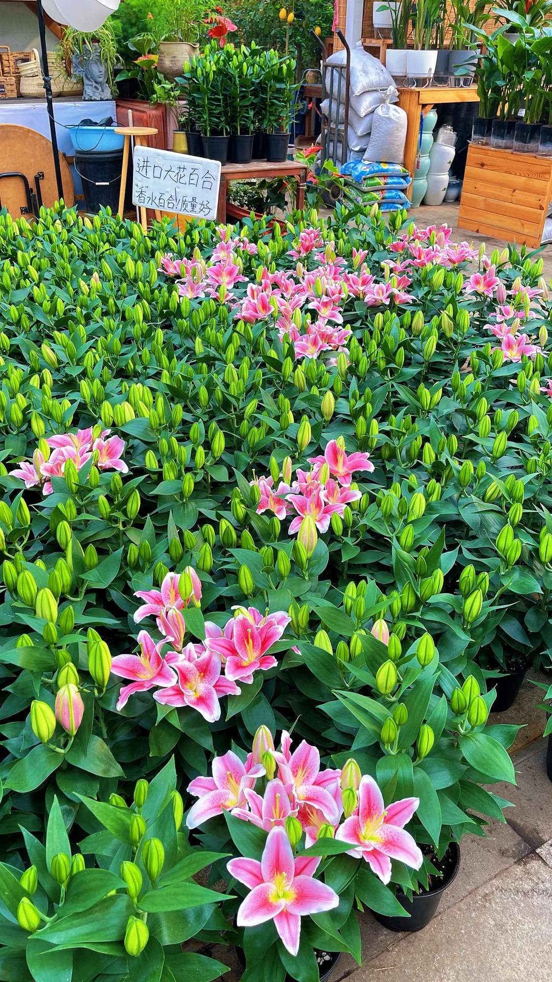 天津曹庄花卉，一个让你搬回整个春天的宝藏