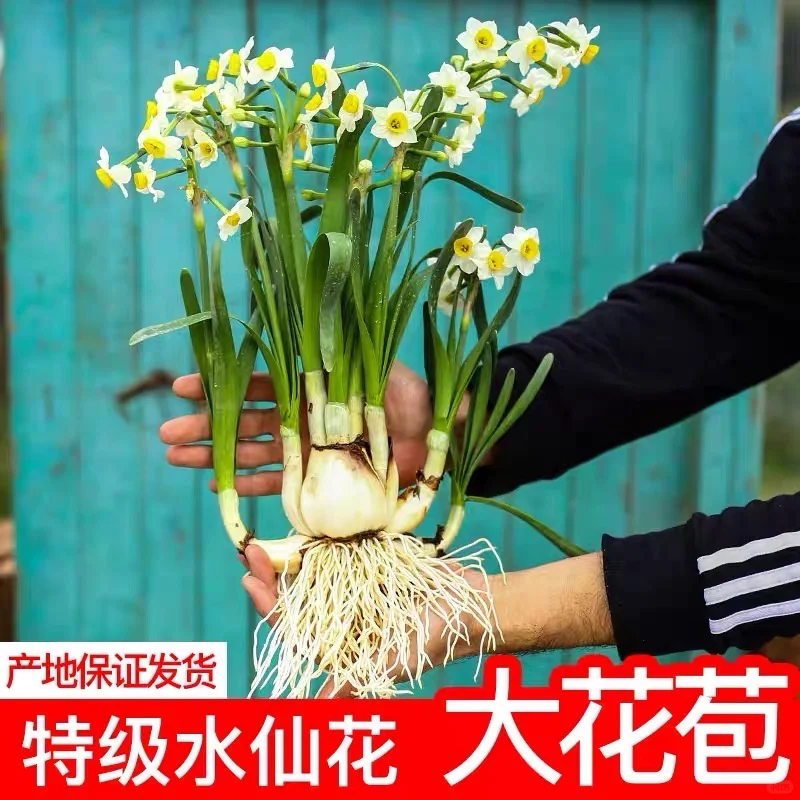 水仙花