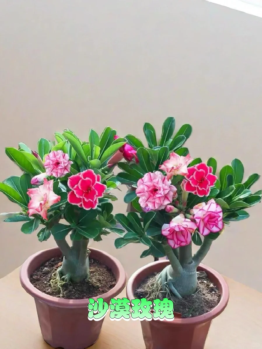 超级适合懒人的6种阳台晒不死渴不死的盆栽