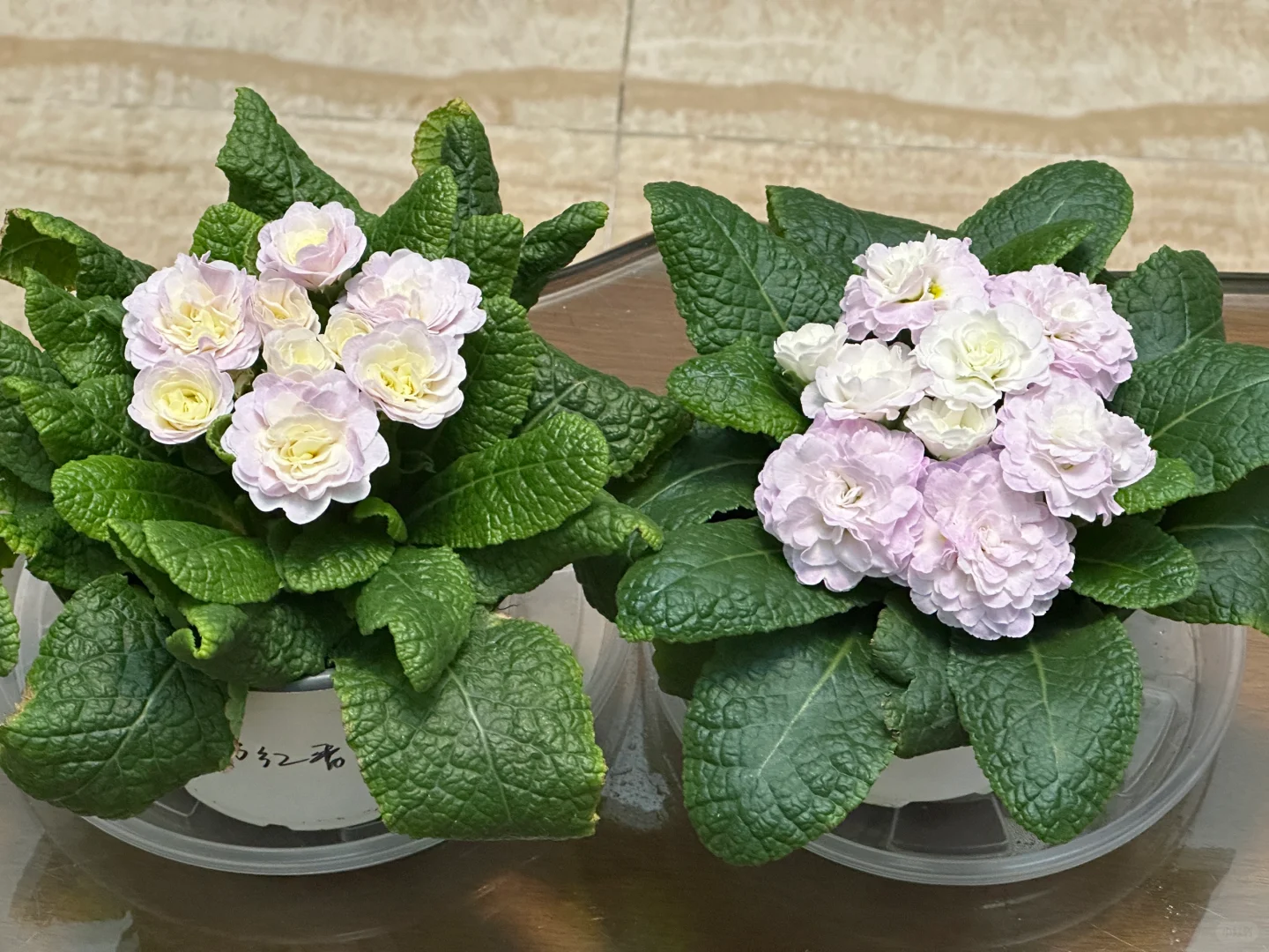 方兴长治进口Belarina重瓣报春花