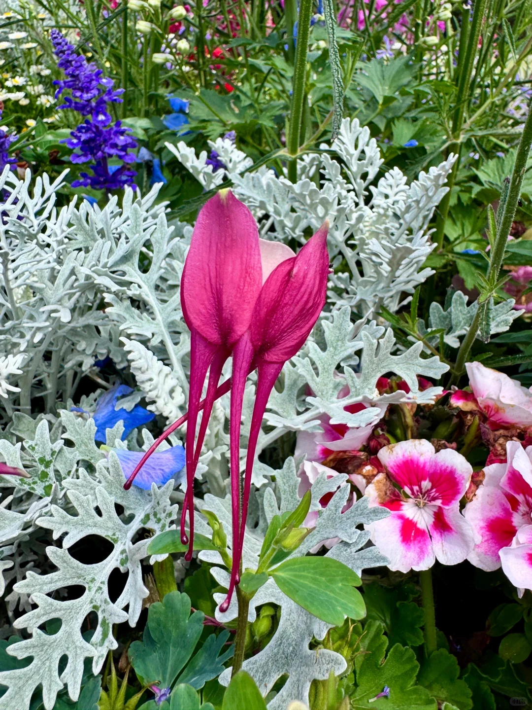 仙气飘飘的耧斗菜