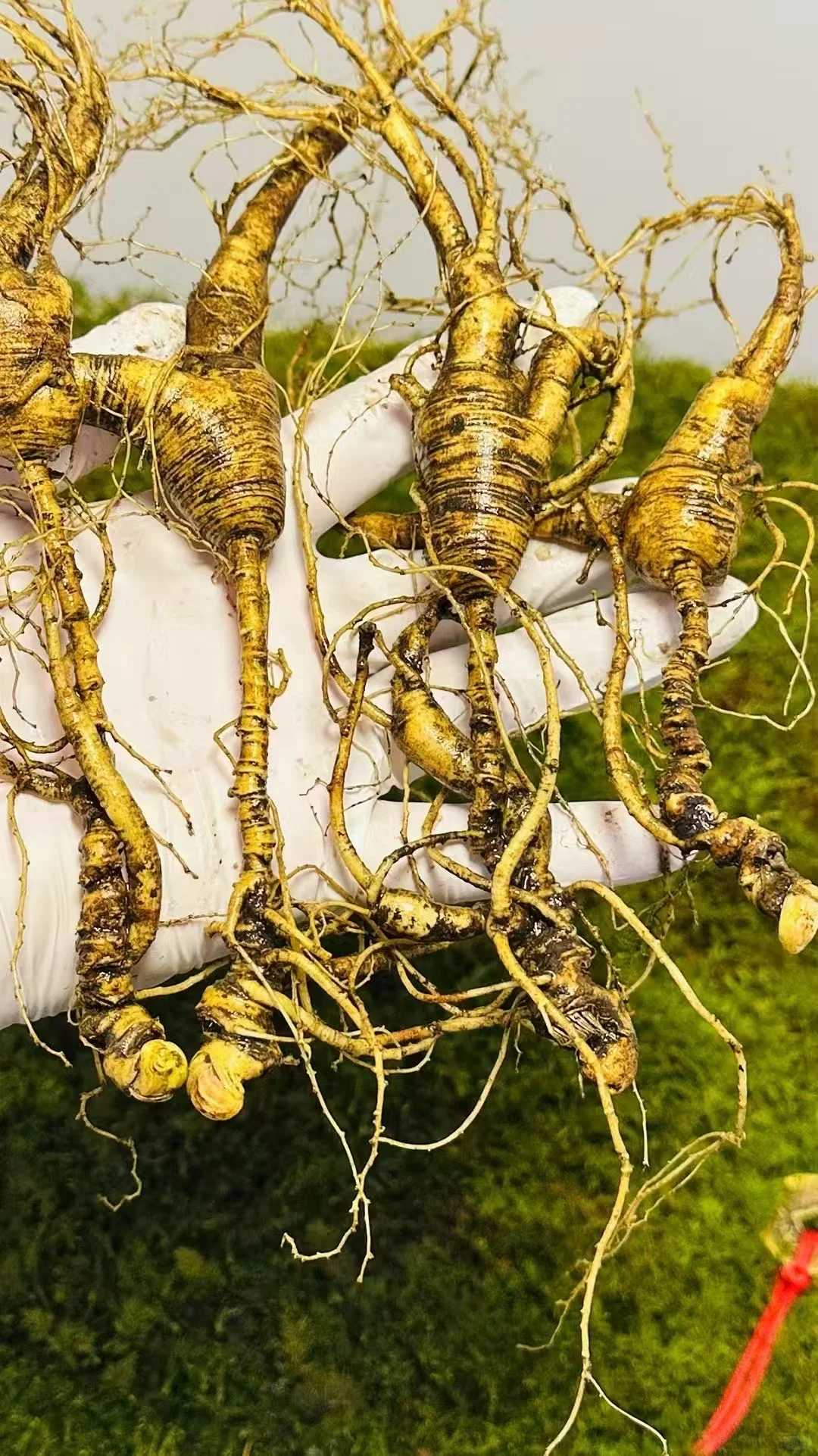 林下秘货30多年的