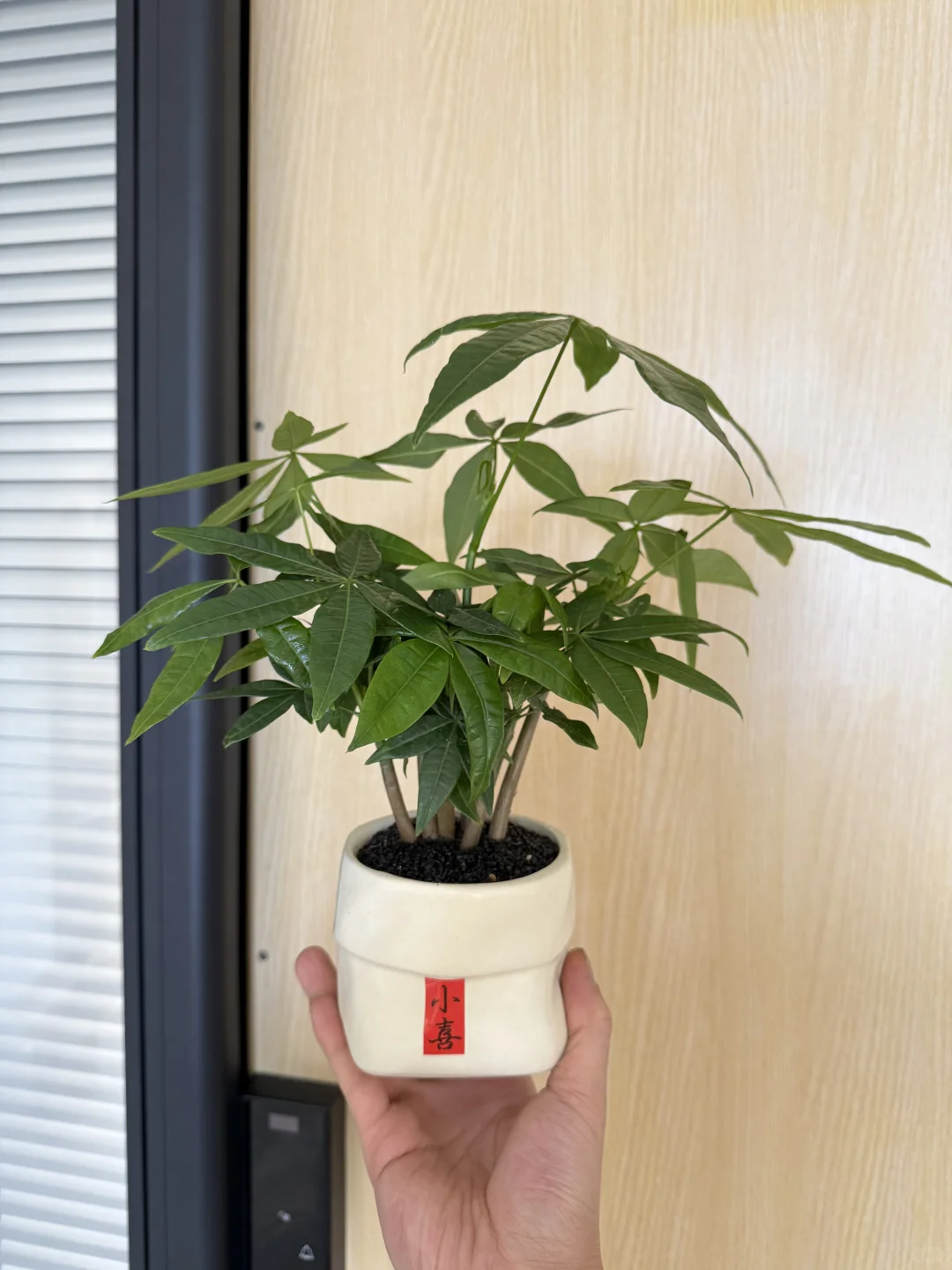 刚刚，拿下我的小森林?发财树