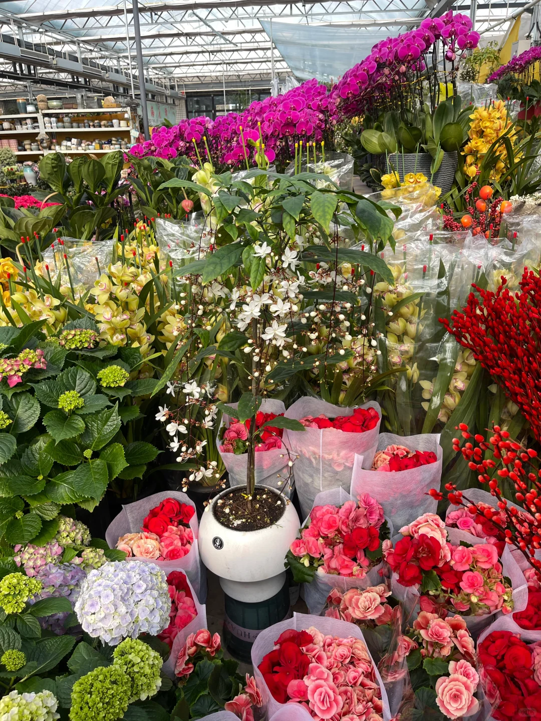 年宵花?｜浪漫垂丝茉莉?