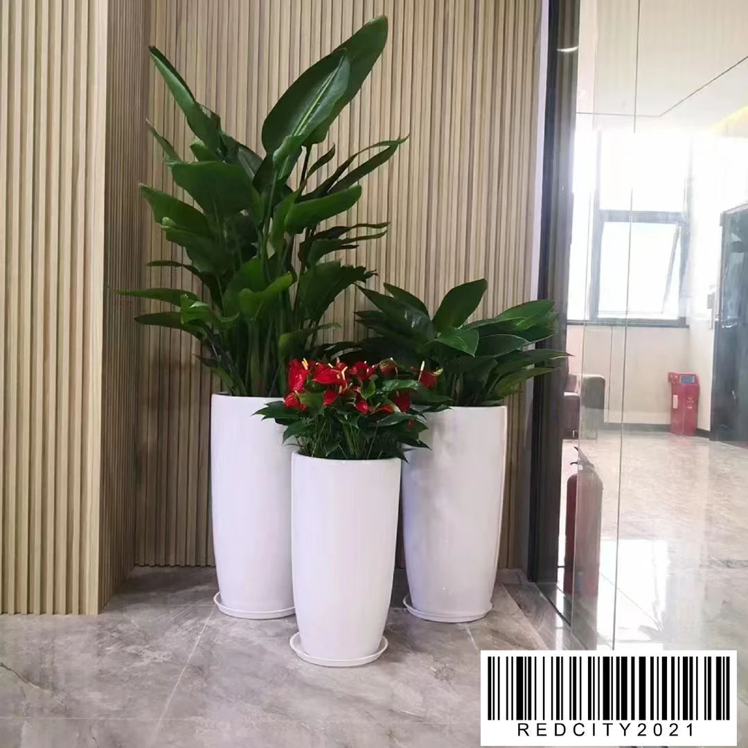 北京办公室绿植租摆