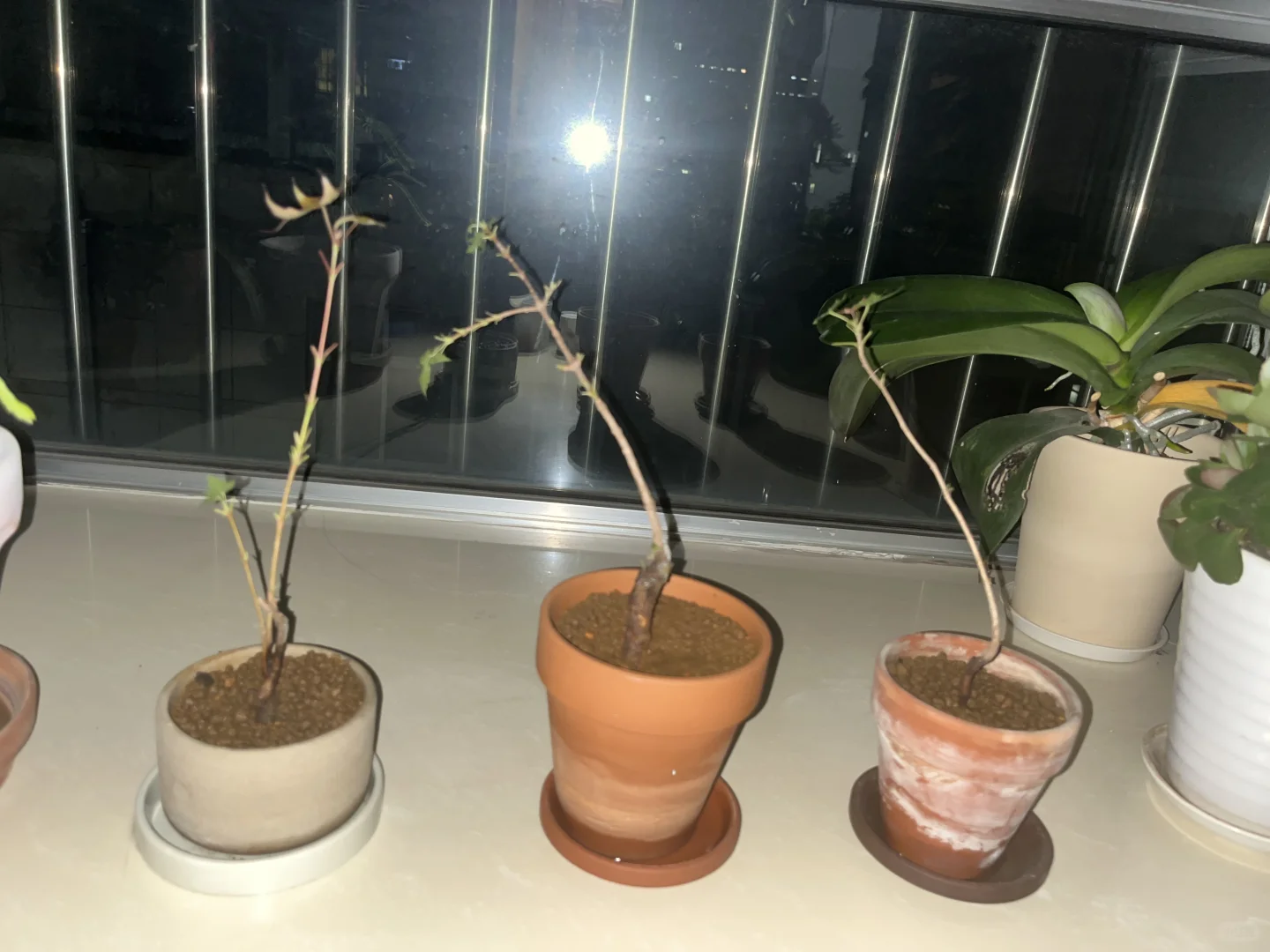 第一次采种枫树苗，一定要顺利长大～