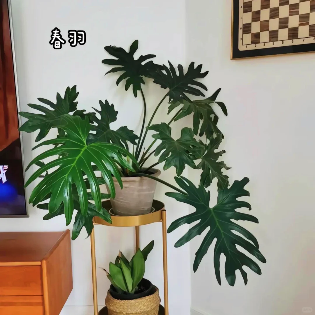 适合室内养的9种高颜值盆栽！！！