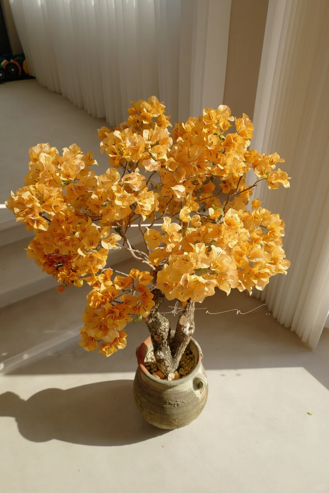 我家的花呀..金灿灿..