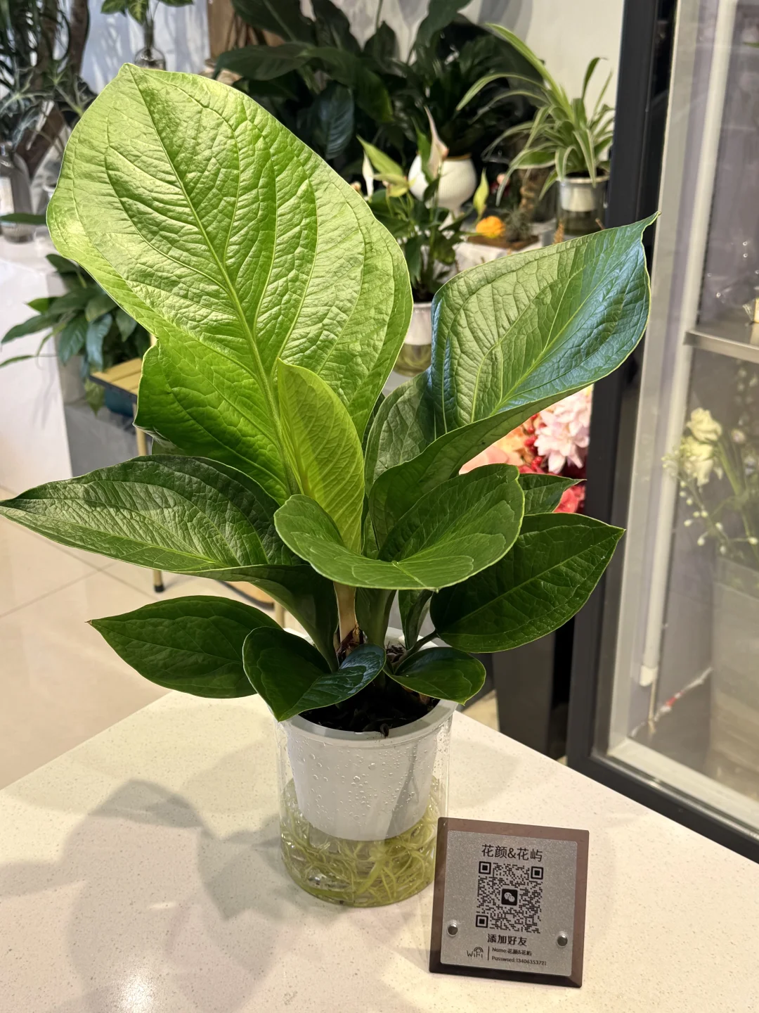 喜欢绿植的人都热爱生活吧