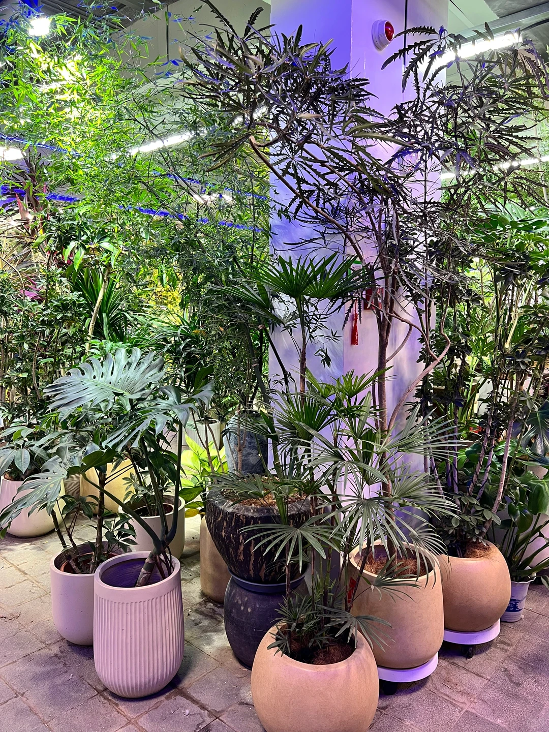 这是什么神仙绿植！太好看了吧！