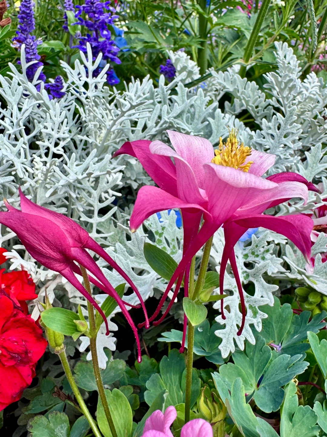 仙气飘飘的耧斗菜