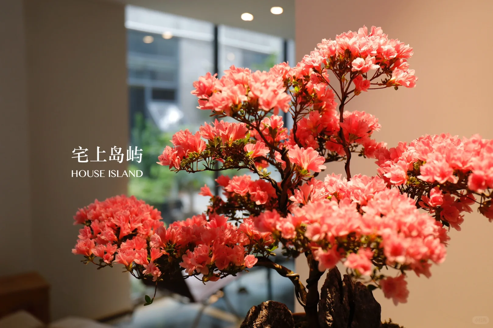 年花设计｜珍珠杜鹃