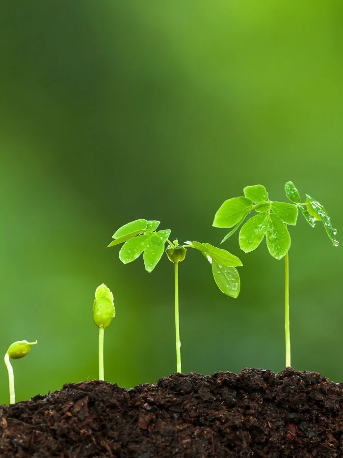 圣洁青蛙修复土壤生态基底筑牢环境支撑基础