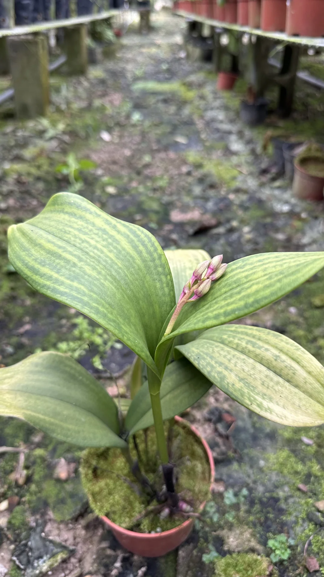 免费送花，有要的联系可邮寄