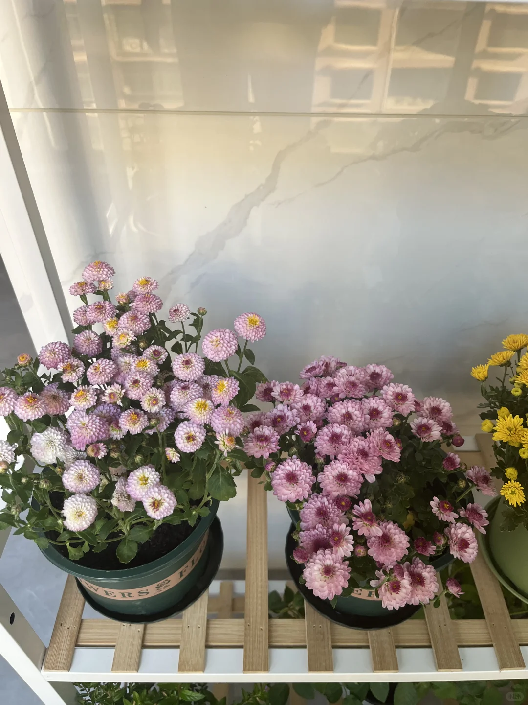 我的阳台小花???！