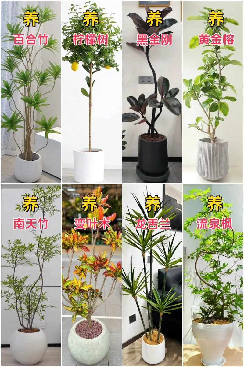 懒人客厅绿植推荐，记得十六养&十六不养