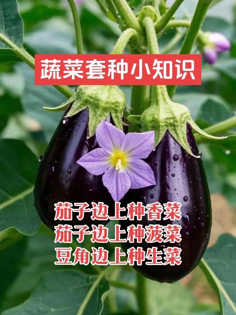快收好10张蔬菜套种图随时备用种好蔬菜