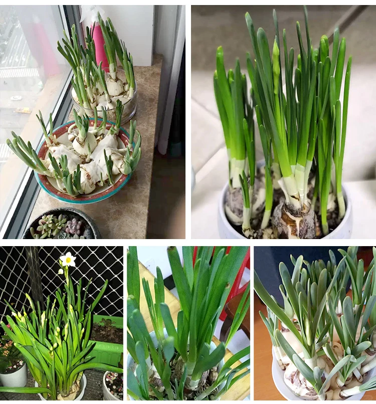 ❄️高级感水仙｜小众绿植种草