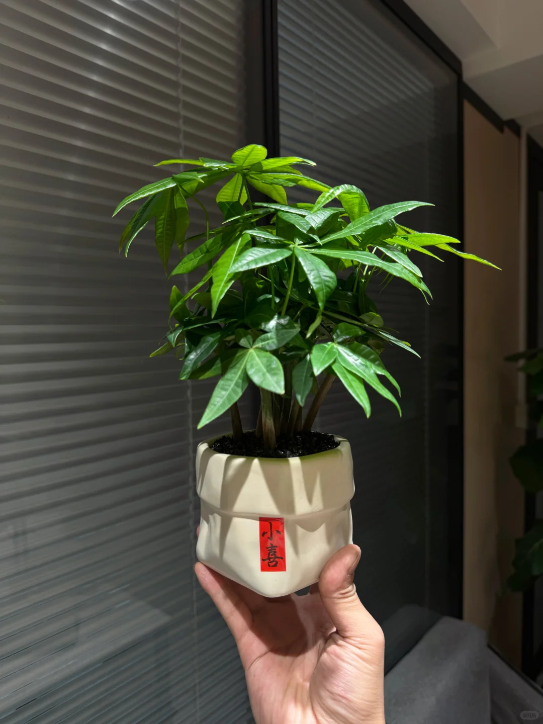 刚刚，拿下我的小森林?发财树