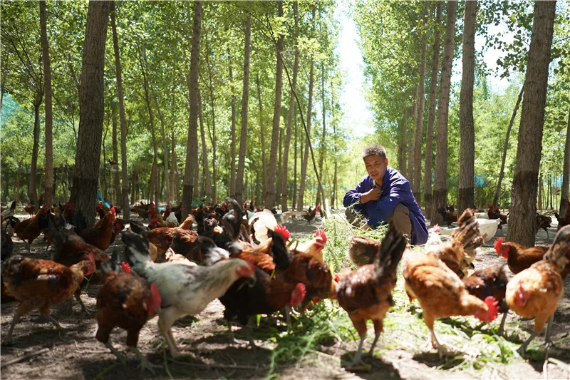 ?林下经济，开启绿色财富密码！