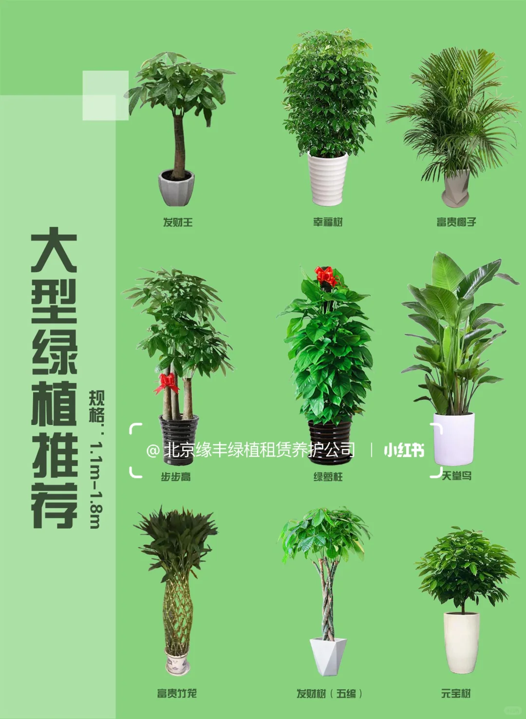 北京｜绿植租赁养护一站式服务｜套餐模式