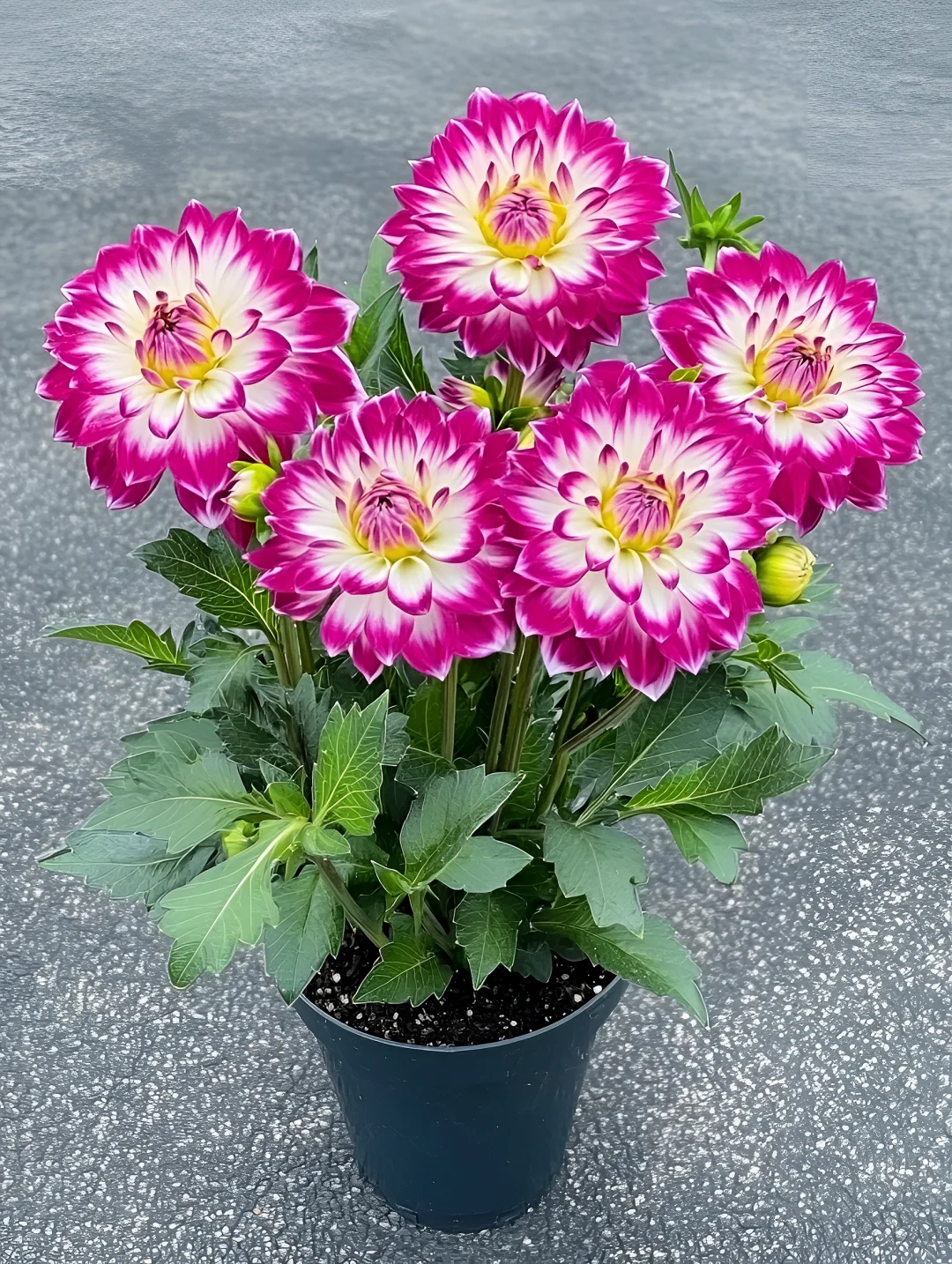 看看你们种的花