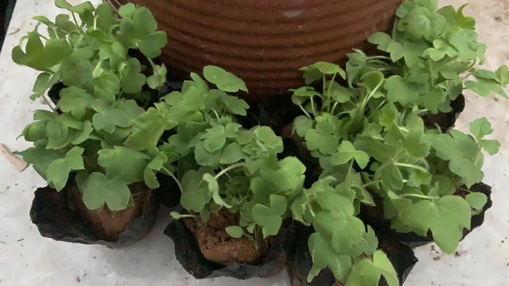 工程苗适合有花园要地栽的花友