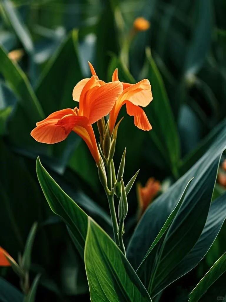 No.43#每日一植#鸟尾花 ?