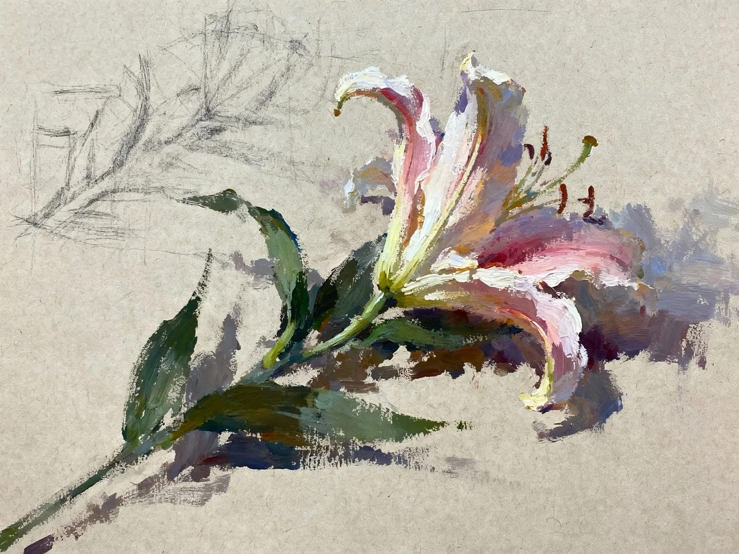 花卉绿植联考常考的花卉合集