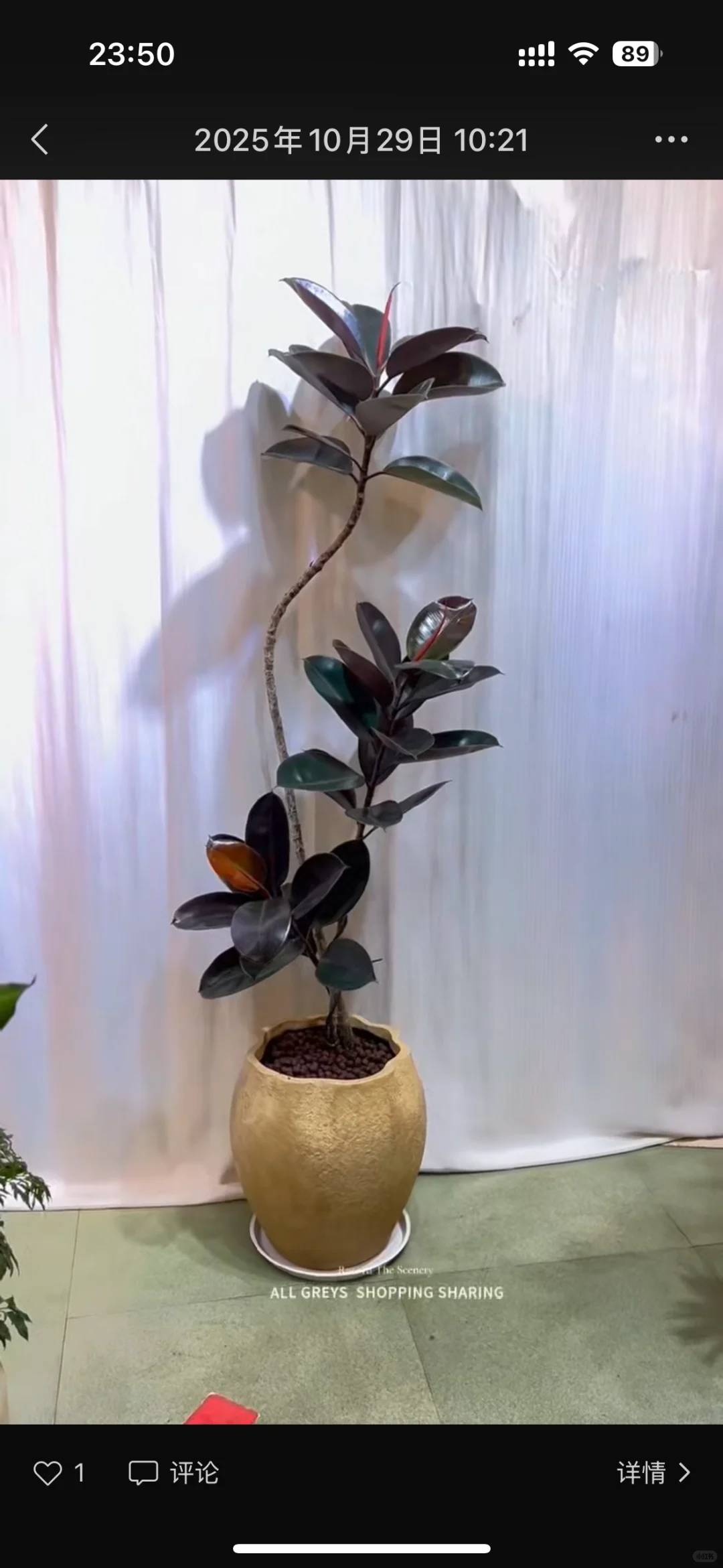 深圳绿植租赁批发，可上门设计出方案。