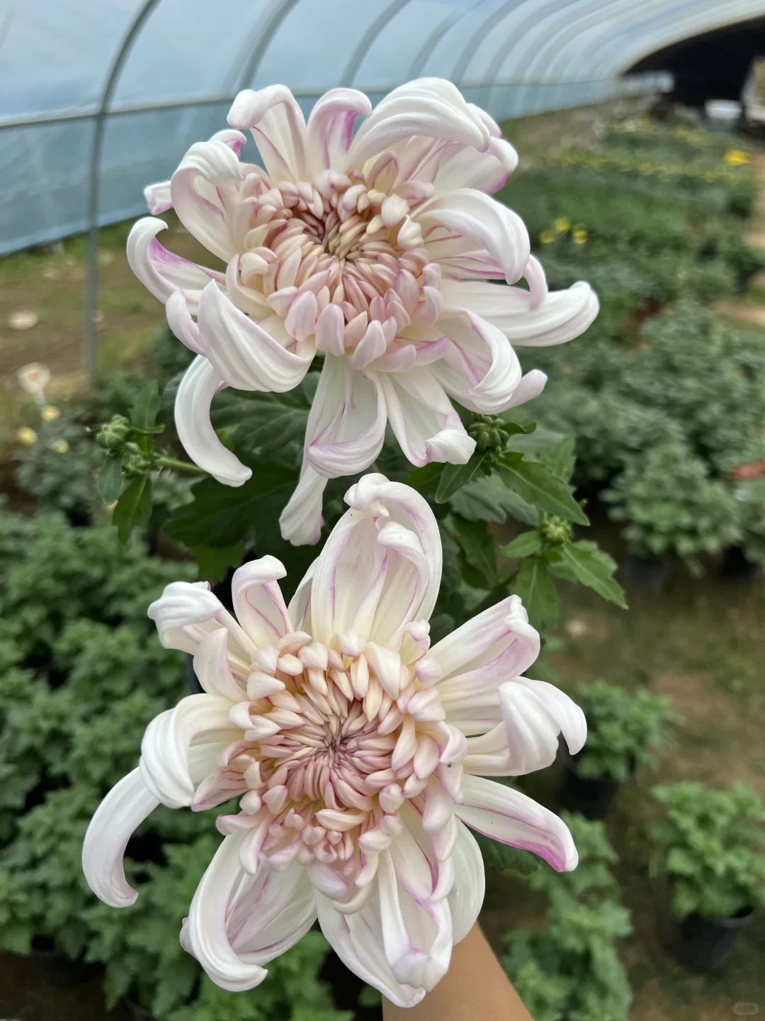 随手一拍的大菊！ 真的好美！