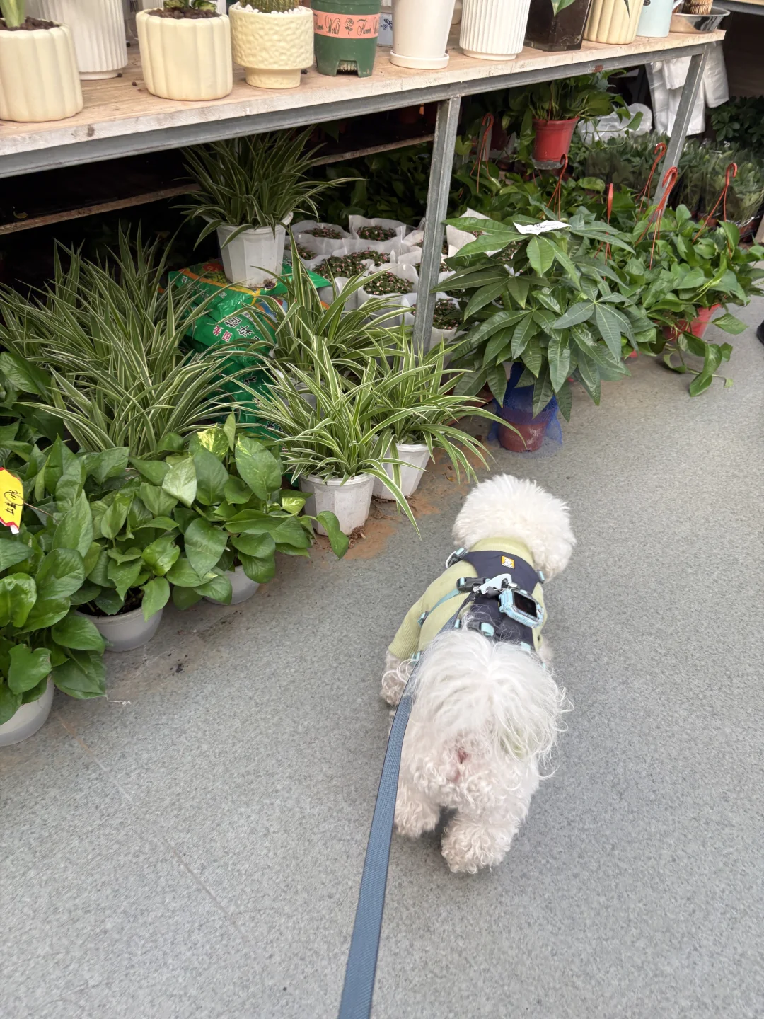 带小狗去四环花卉市场逛逛