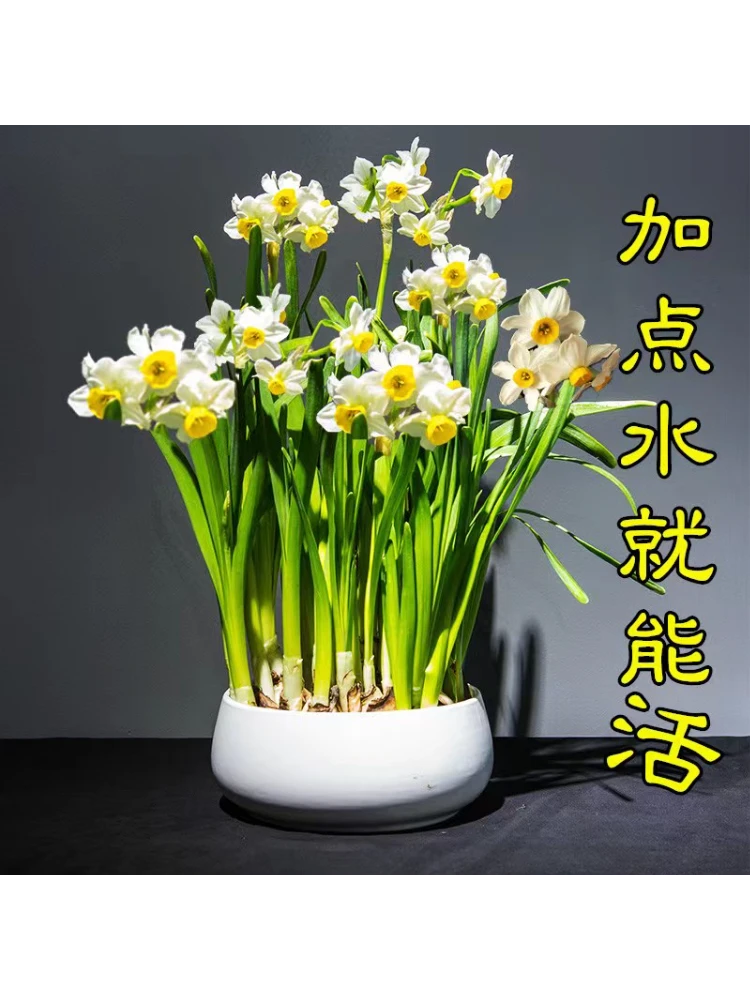 ❄️高级感水仙｜小众绿植种草