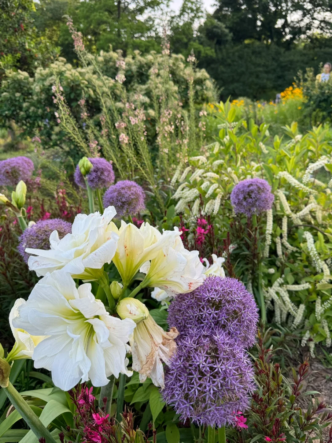 live图｜南京植物园，原来大葱花可以这么美
