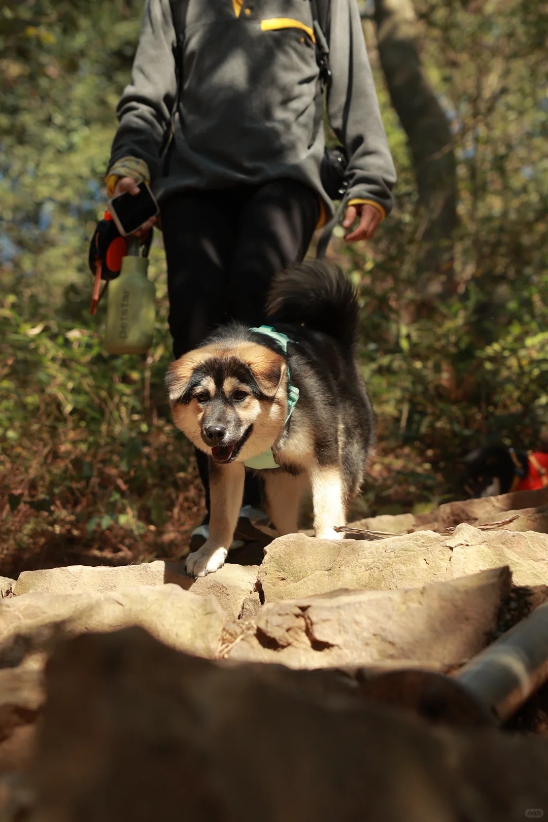 带狗净山被拉夫威尔狠狠圈粉！！