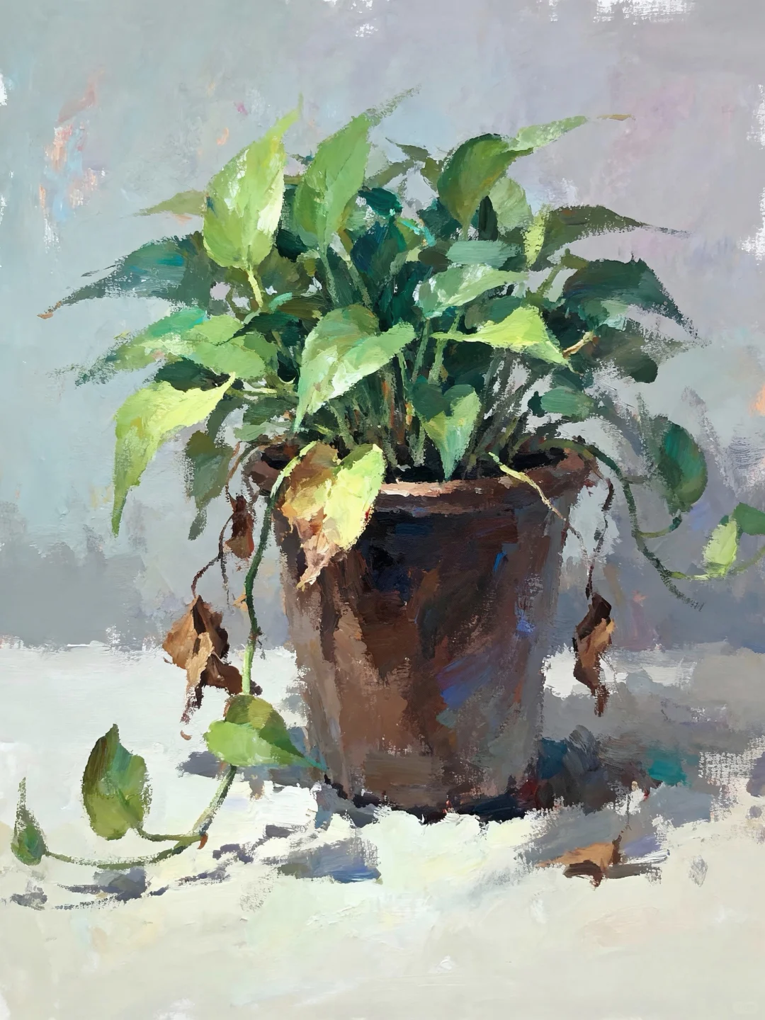 花卉绿植联考常考的花卉合集