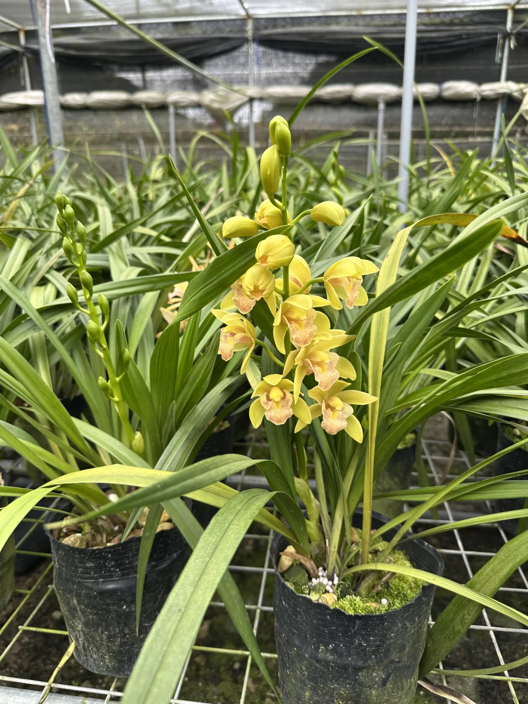 免费送花，有要的联系可邮寄