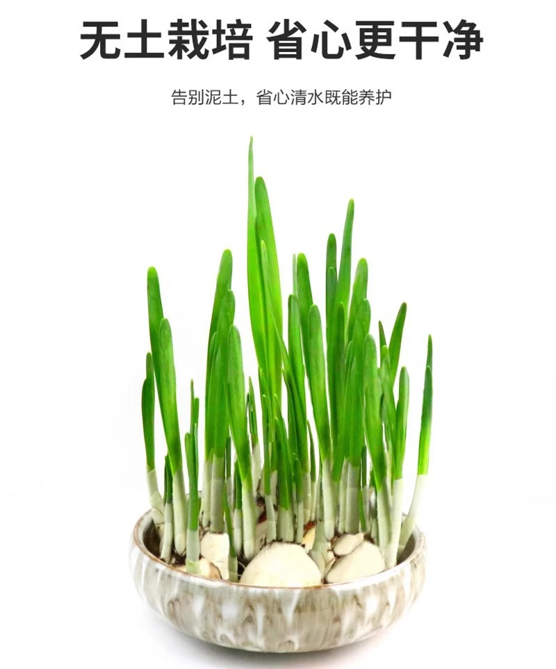 ❄️高级感水仙｜小众绿植种草