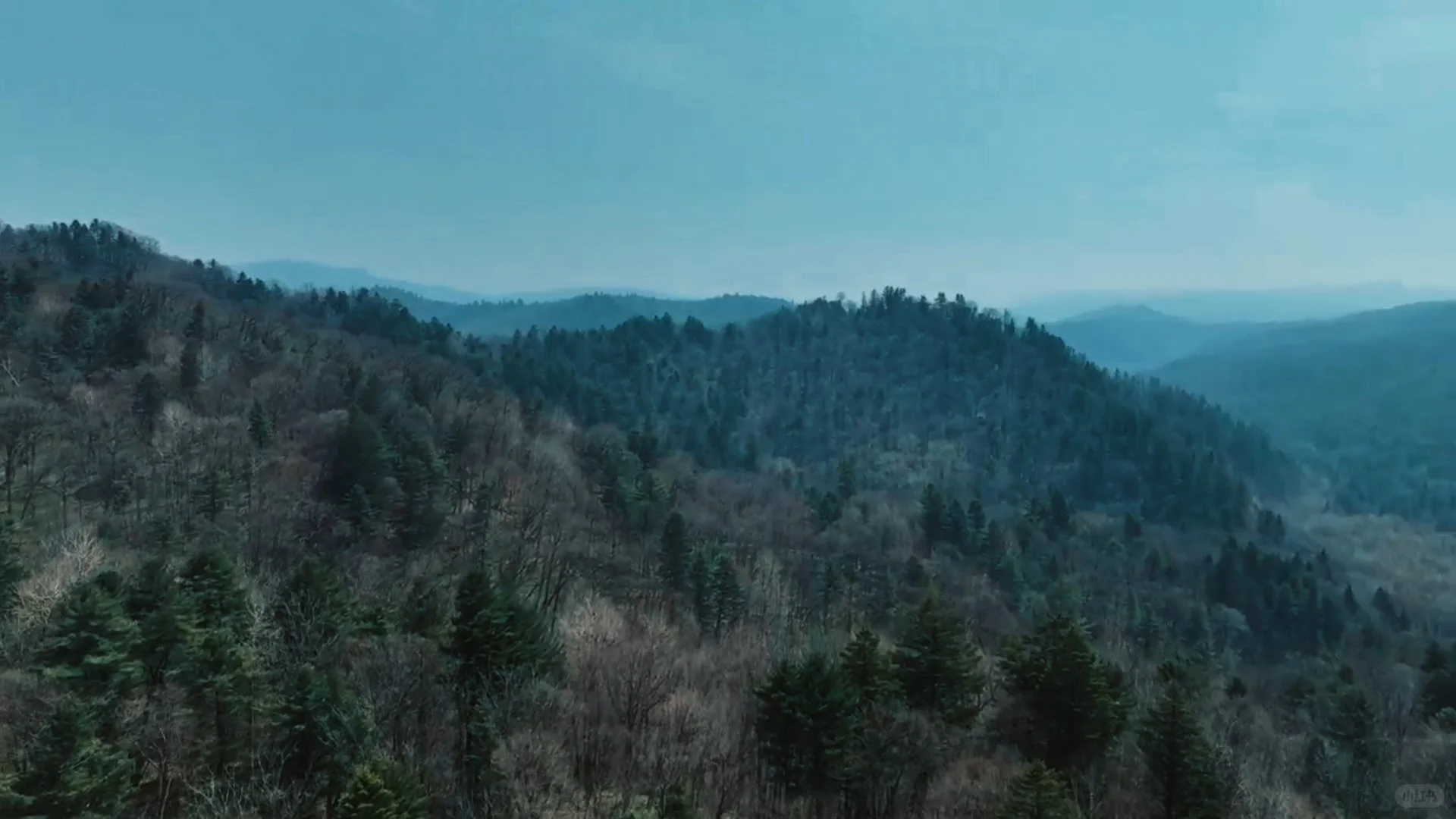 桦甸红松籽采集八年期今日开拍，错过等八年